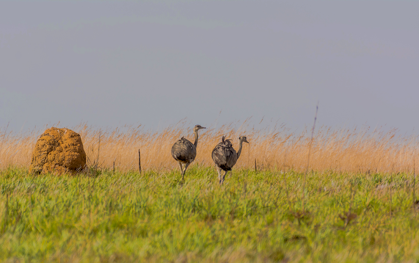 Rota do Café do Cerrado.