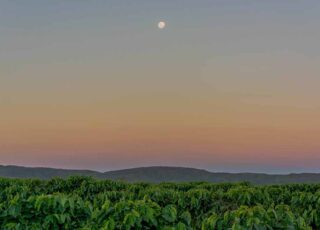 A Rota do Café do Cerrado tem Patrocínio como referência.