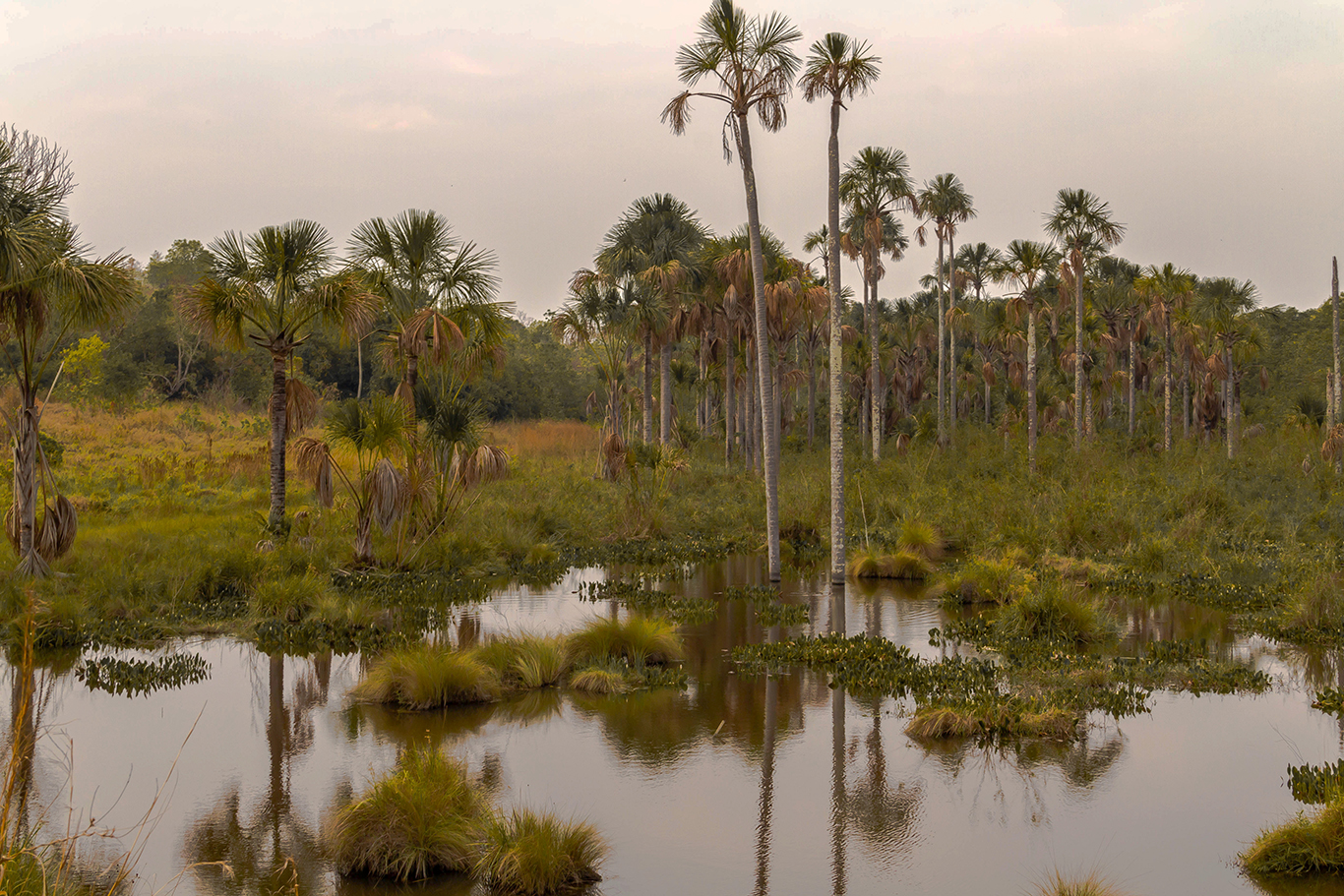 Rota do Café do Cerrado.