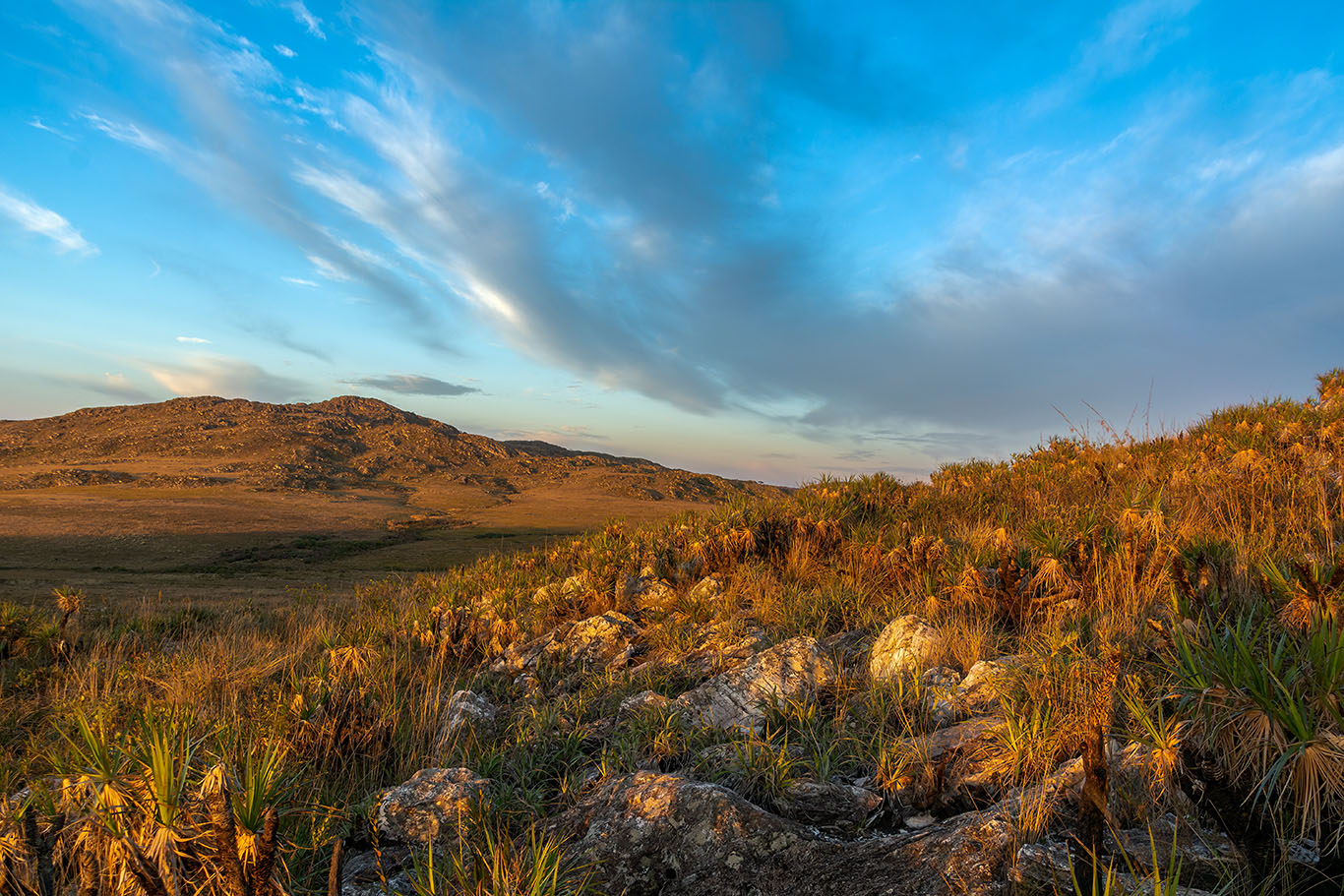 Estima-se que existam mais de 10 mil espécies vegetais na Serra da Canastra. Na foto, paisagem dos campos rupestres. Foto Cezar Félix