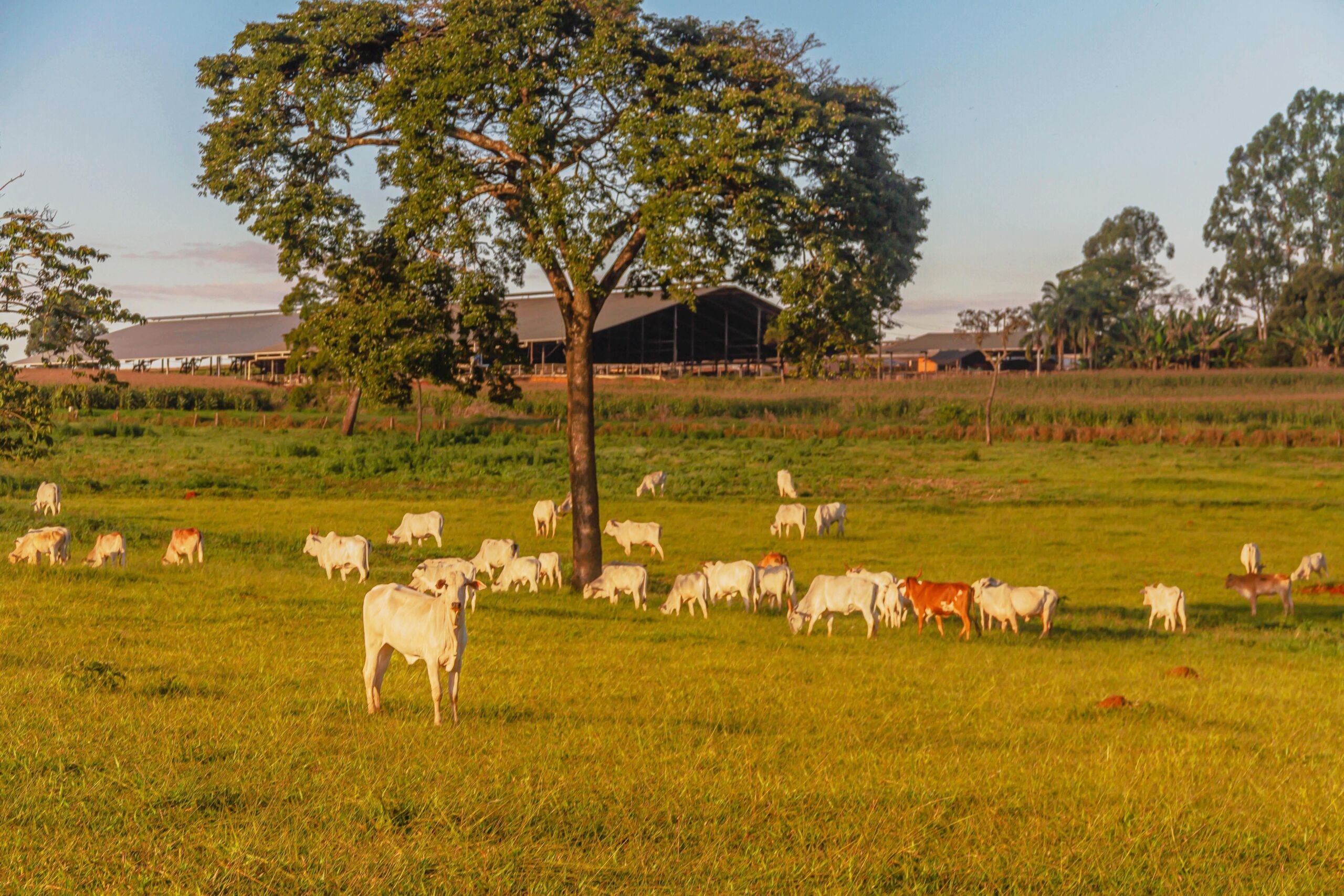 Uberaba.