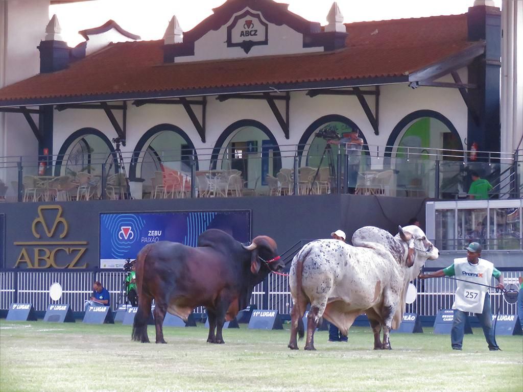 Uberaba.